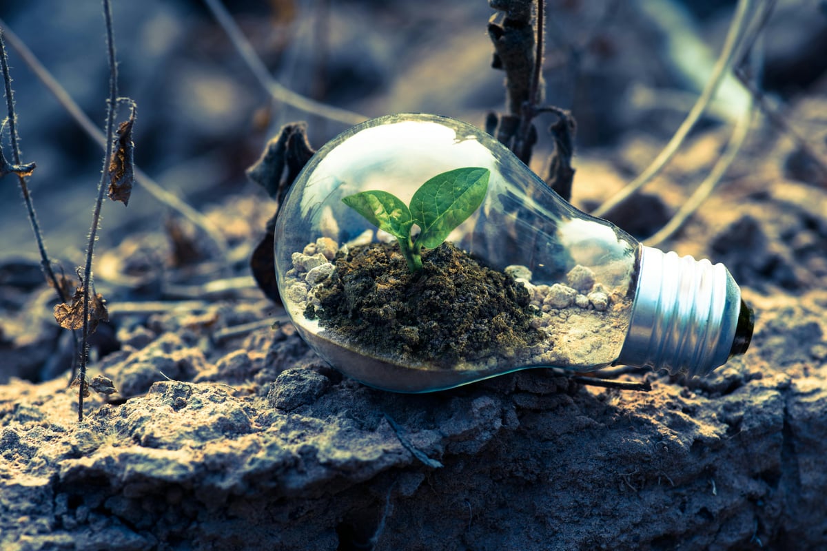 green plant growing insight a lightbulb